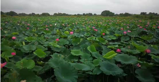 说明: 微信图片_20211101093324