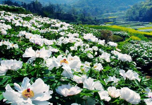 说明: 微信图片_20220411154541_副本.jpg